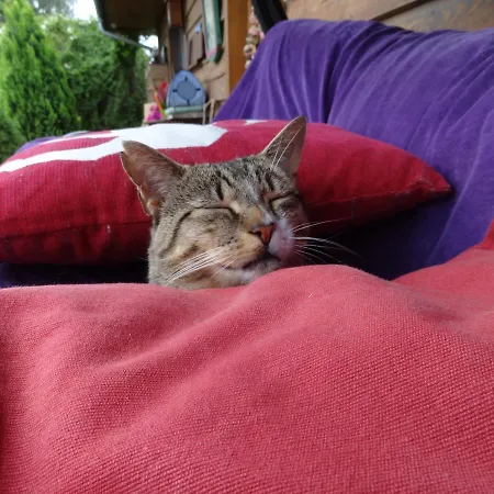 Ptaszarnia - Natura-free Parking B&B 슈비노우이스쳬